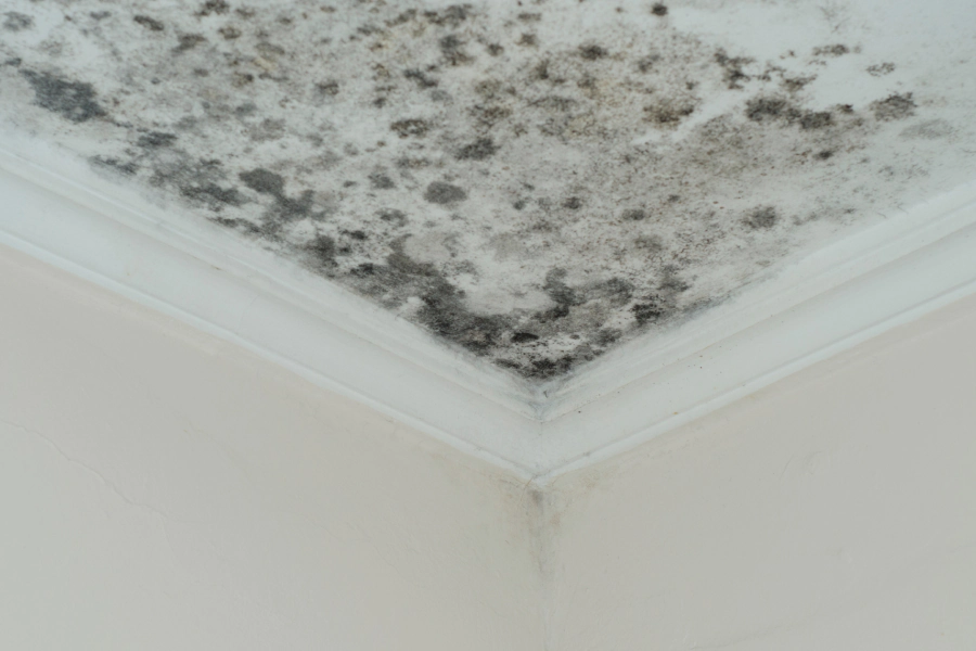 mold assessments and remediation jacksonville fl